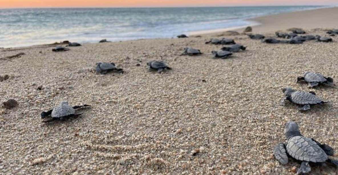 Turtle Releases